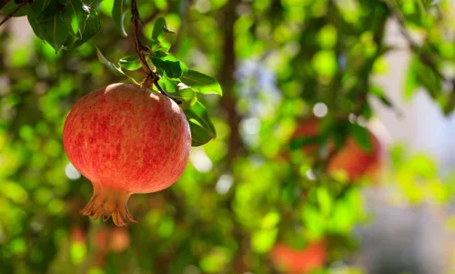 Árvores de fruto exóticas resistentes à seca adequadas também para jardins em Portugal