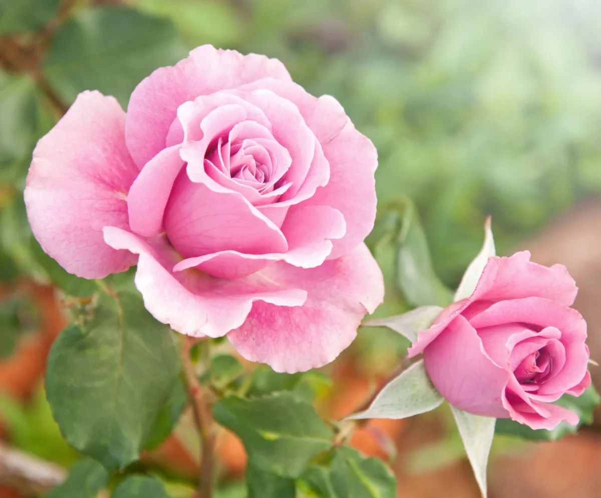 Küchentrick der Profifloristen, der Rosen wieder Frische und Kraft verleiht