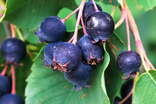 Canadian blueberries struggle in ordinary soil and there is a more practical alternative