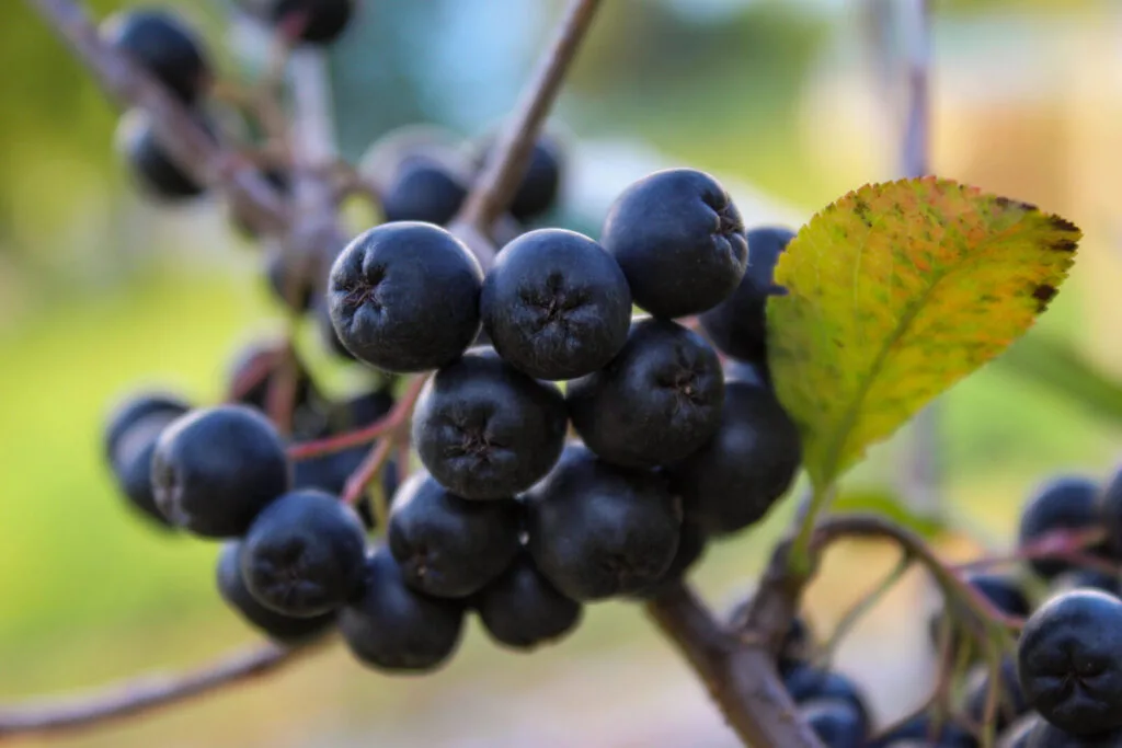Aronia