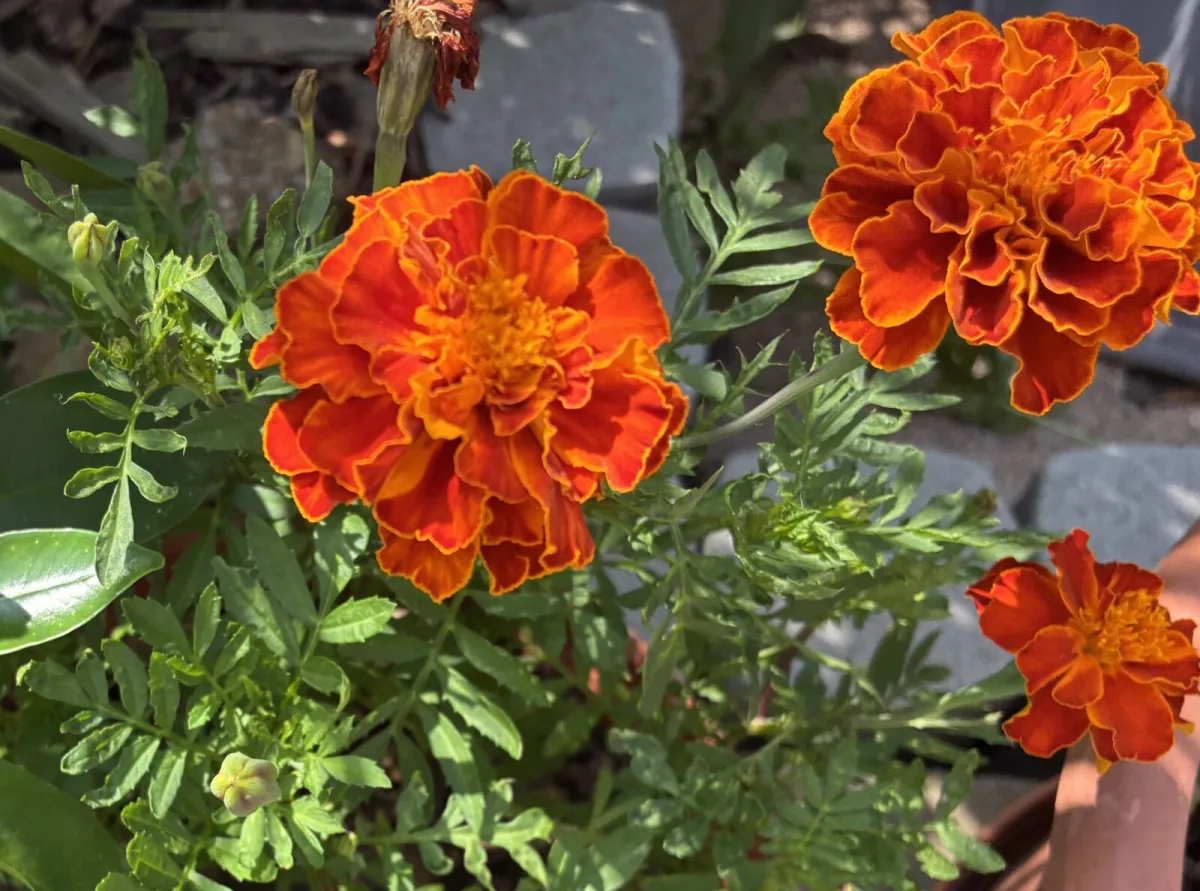 Marigold (African marigold) / Photo: Pestrazahrada.cz