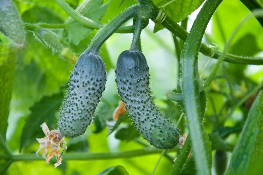 Cultivo de pepinos / Foto: Depositphotos 