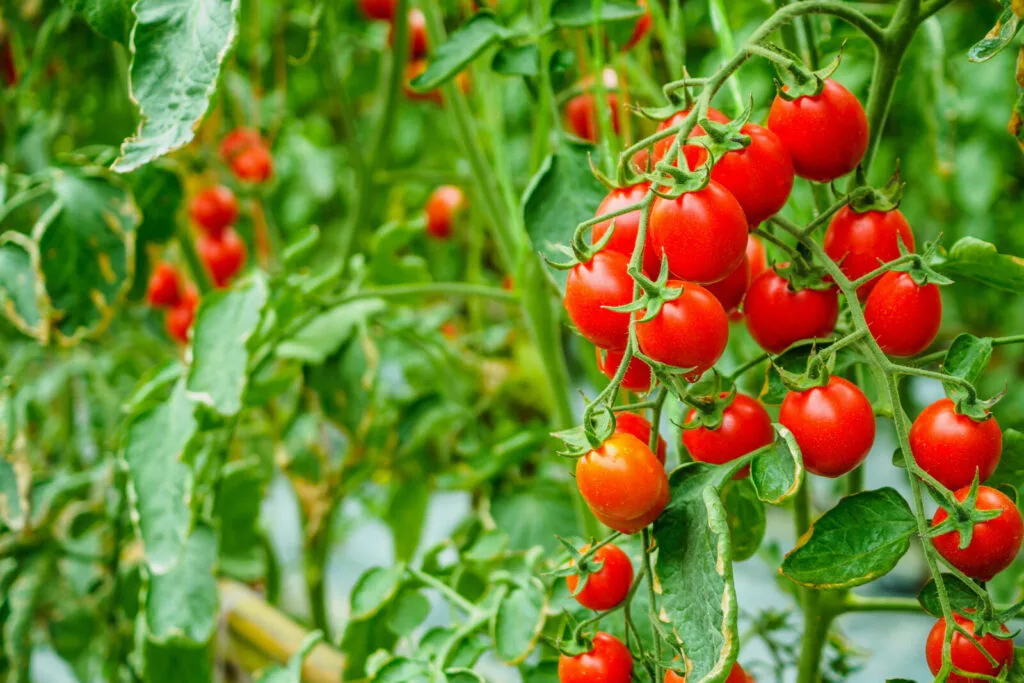 Tomatoes / Photo: Depositphotos