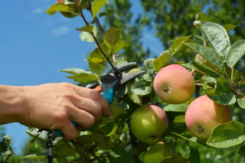 August Pruning Helps the Garden, but Three Woody Plants Only Suffer