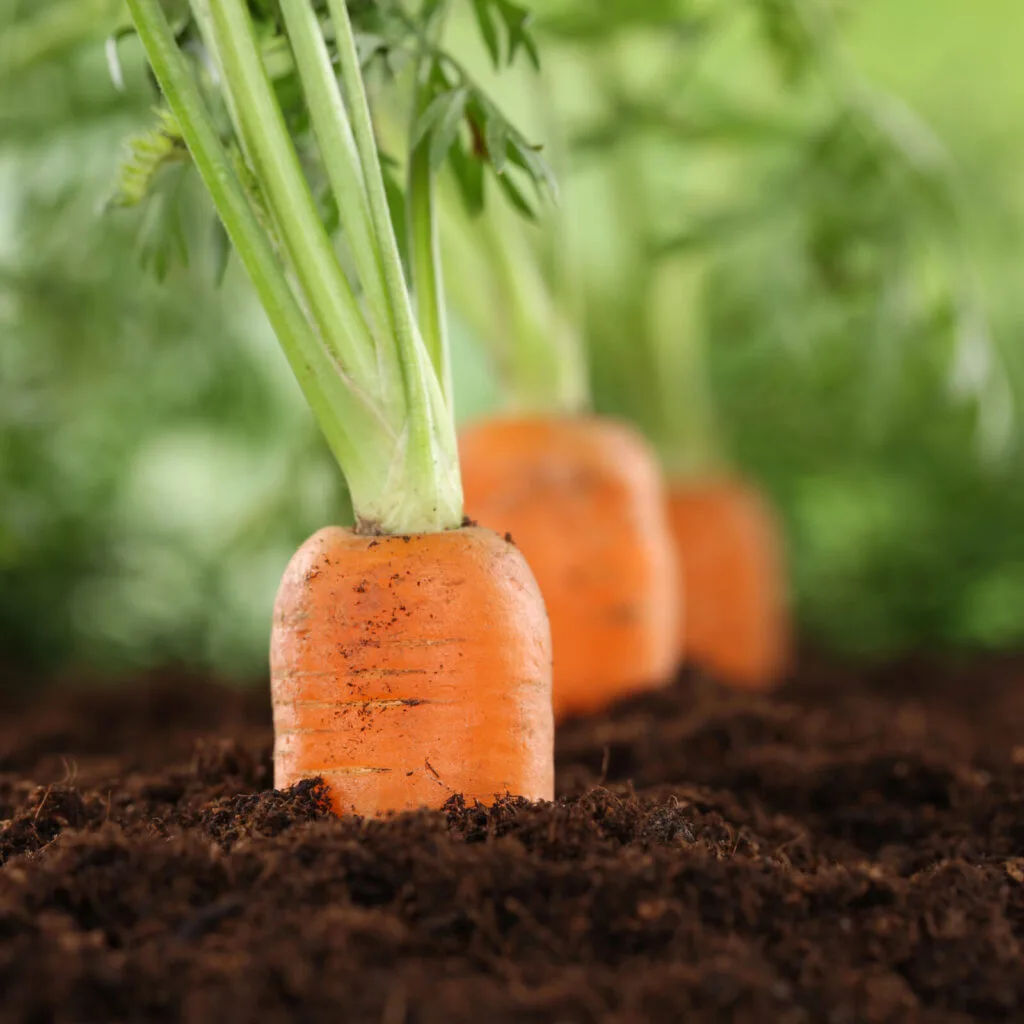 Harvesting carrots / Photo: Depositphotos