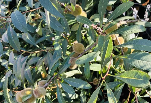 Como cultivar amendoeira com sucesso e colher amêndoas no seu jardim