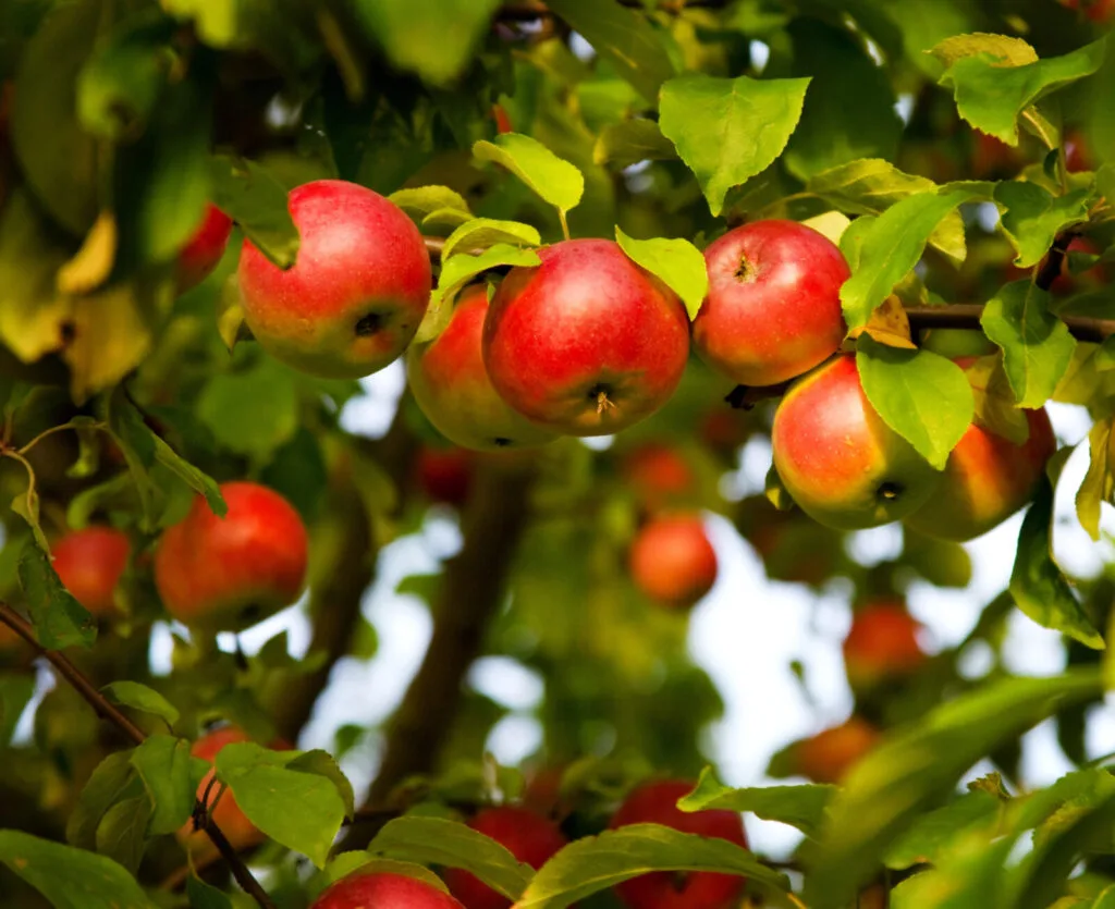 Apple trees / Photo: Depositphotos