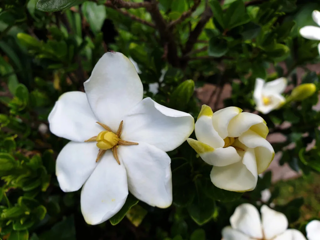 Gardenia / Foto: Depositphotos 