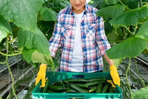 Eight Places You Should Never Plant Cucumbers If You Want a Good Crop
