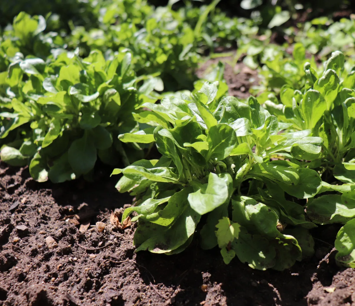 Lamb’s lettuce / Photo: Depositphotos