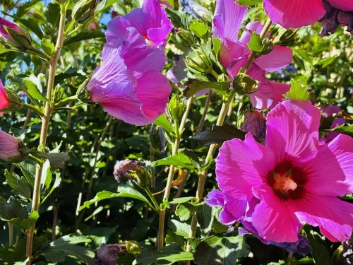 A flor do hibisco dura só um dia, mas pode florescer todo o verão