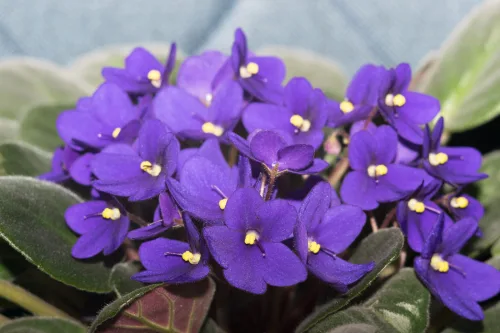 African Violets in Bloom Without a Break With a Few Simple Tweaks and Chemical Free Feeding