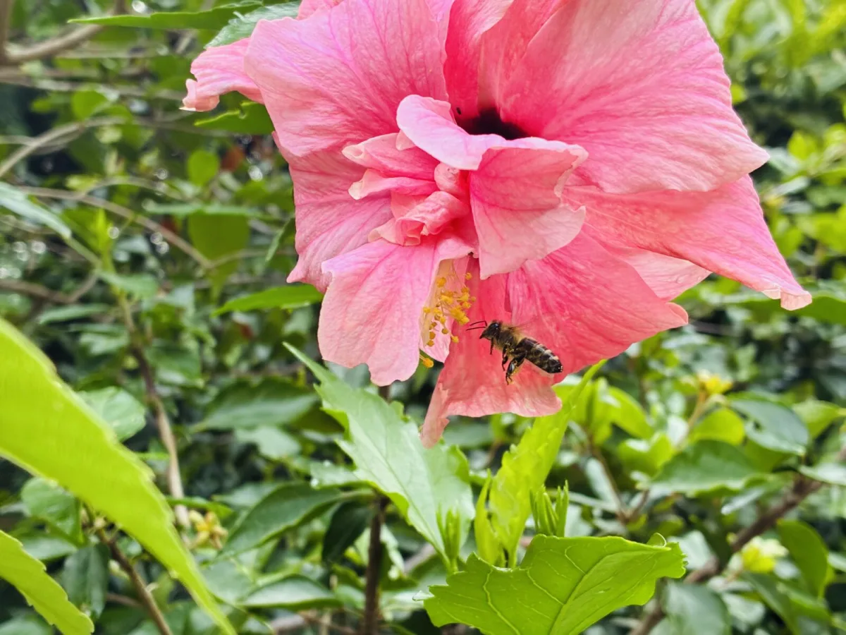 Hibiscus / Photo: Pestrazahrada.cz