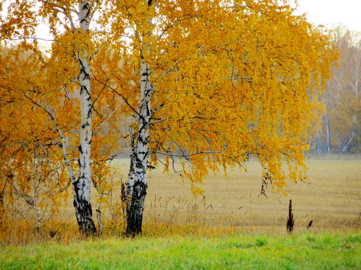 Birch / Photo: Depositphotos