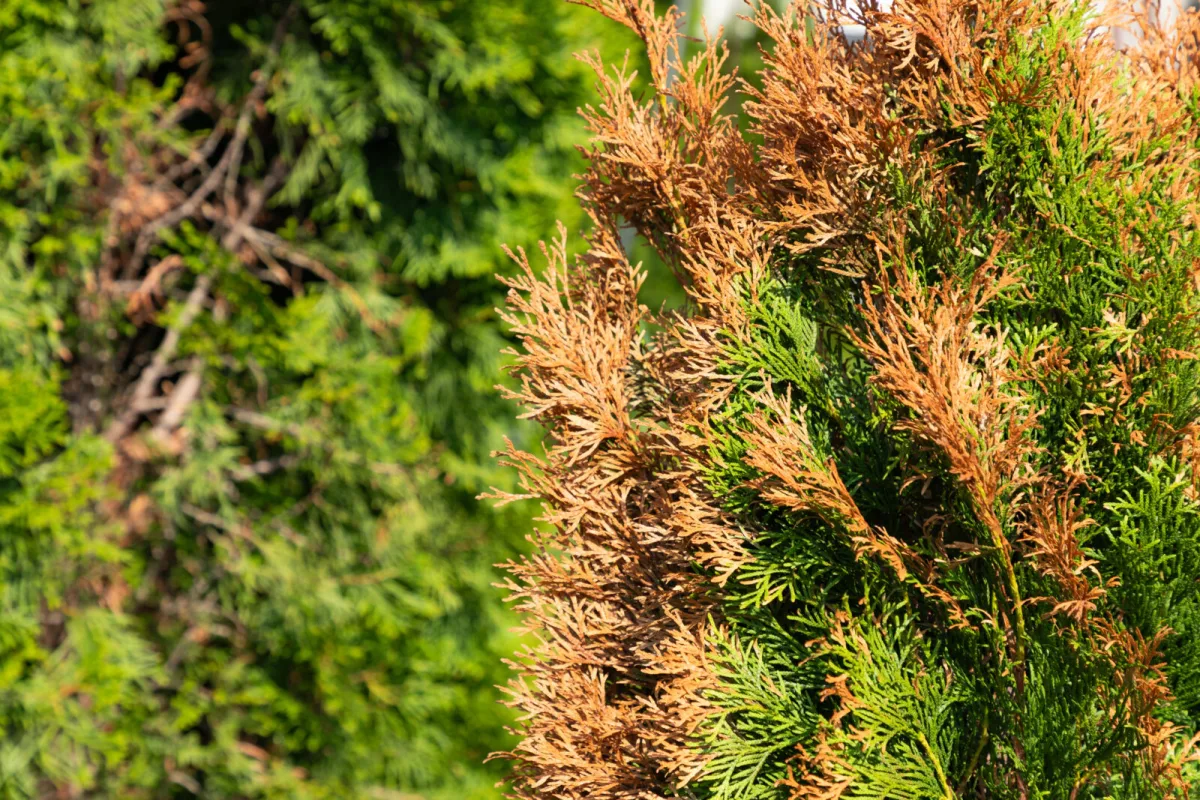 Thuja Hedges Are Browning Nationwide and Most People Miss the Main Cause
