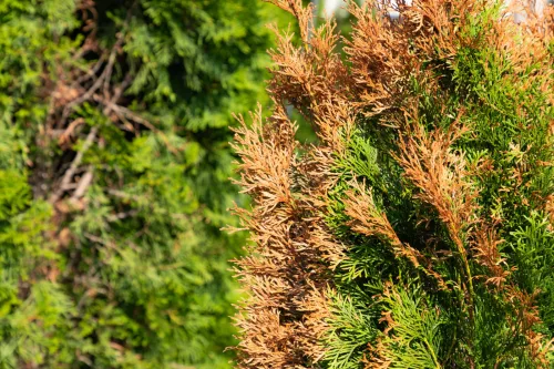 Thuja Hedges Are Browning Nationwide and Most People Miss the Main Cause