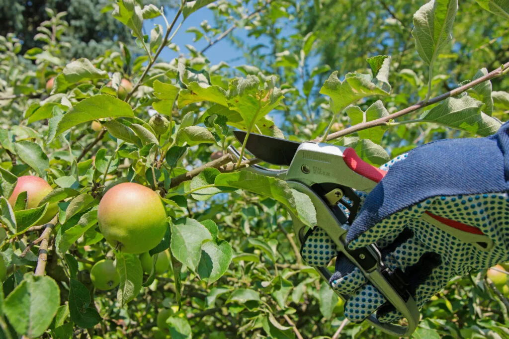Pruning fruit trees / Depositphotos
