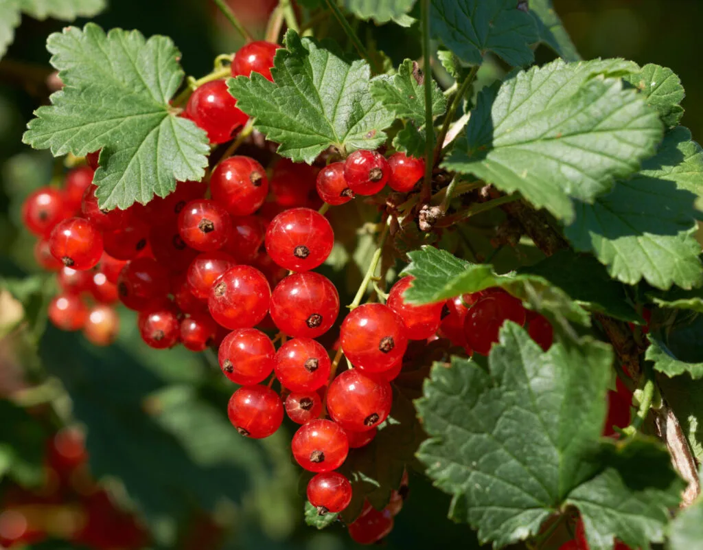 Redcurrants / Photo: Depositphotos