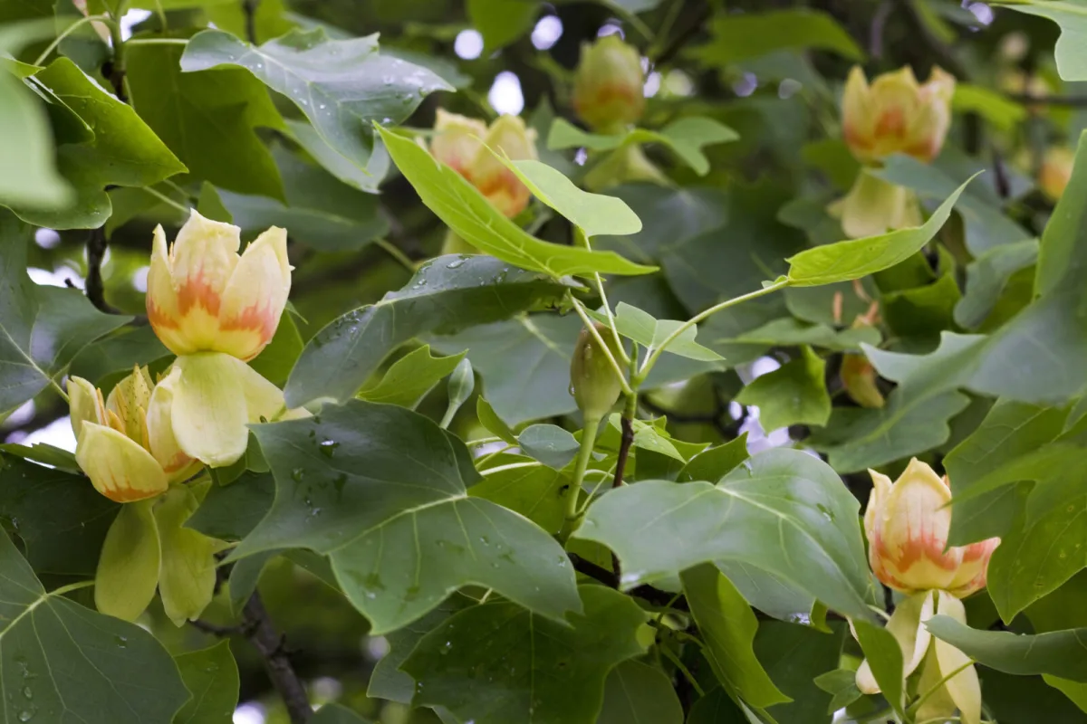 Tulip tree / Photo: Depositphotos