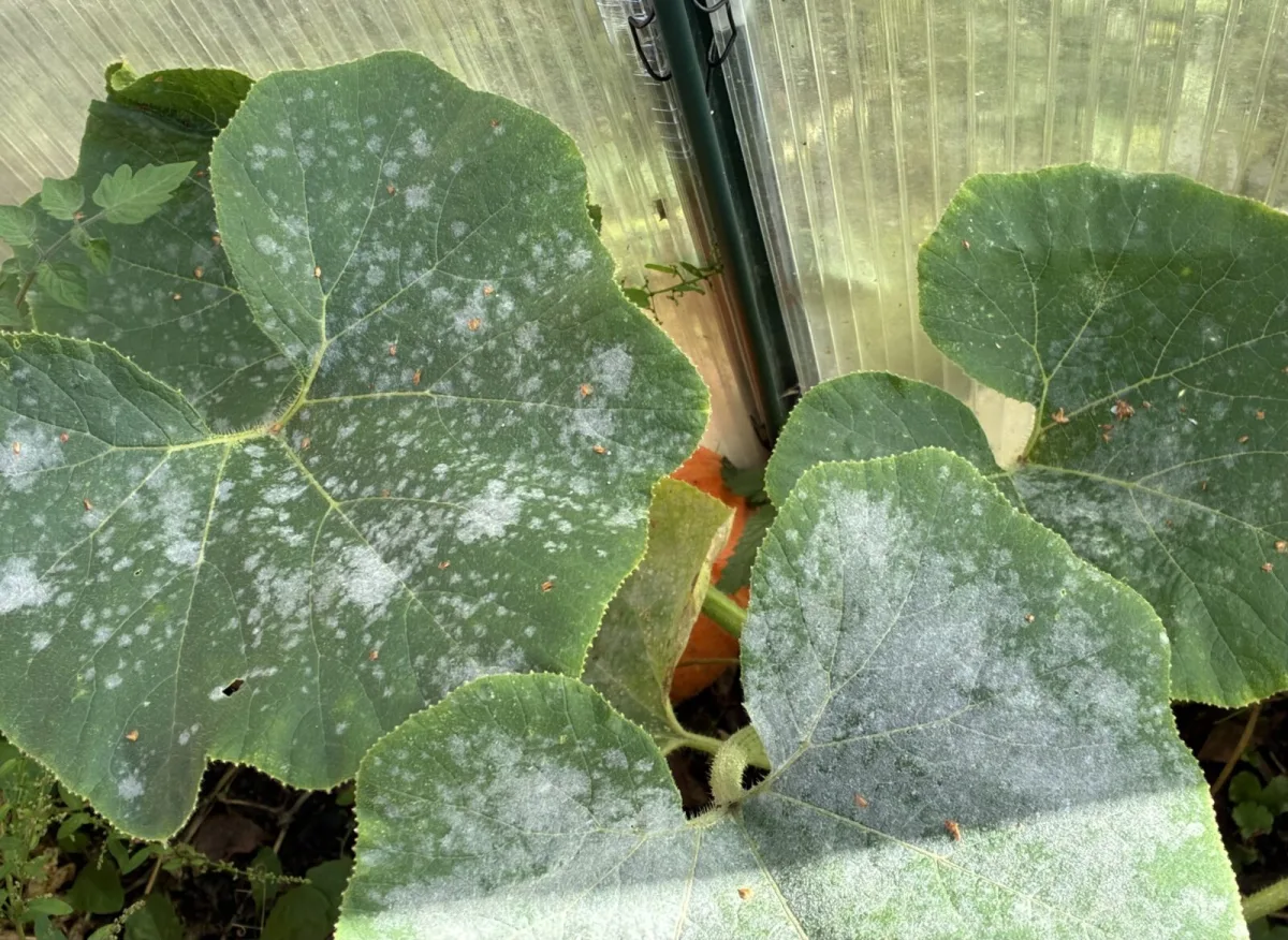 Powdery mildew can be tackled without chemicals with several essential steps at once