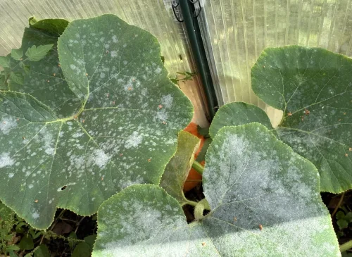 Powdery mildew can be tackled without chemicals with several essential steps at once