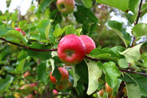 Septembre ne signe pas la fin mais le départ du sprint final au jardin