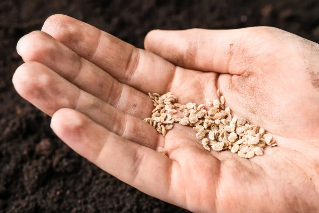 Tomato seeds / Photo: Depositphotos
