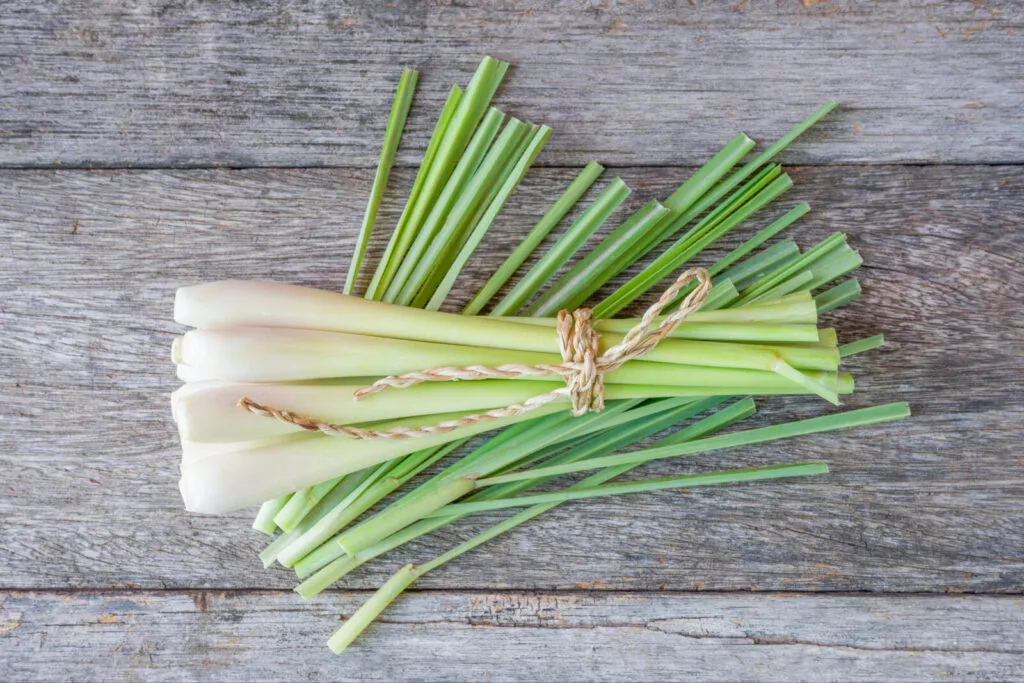 Citronnelle / Photo : Depositphotos 