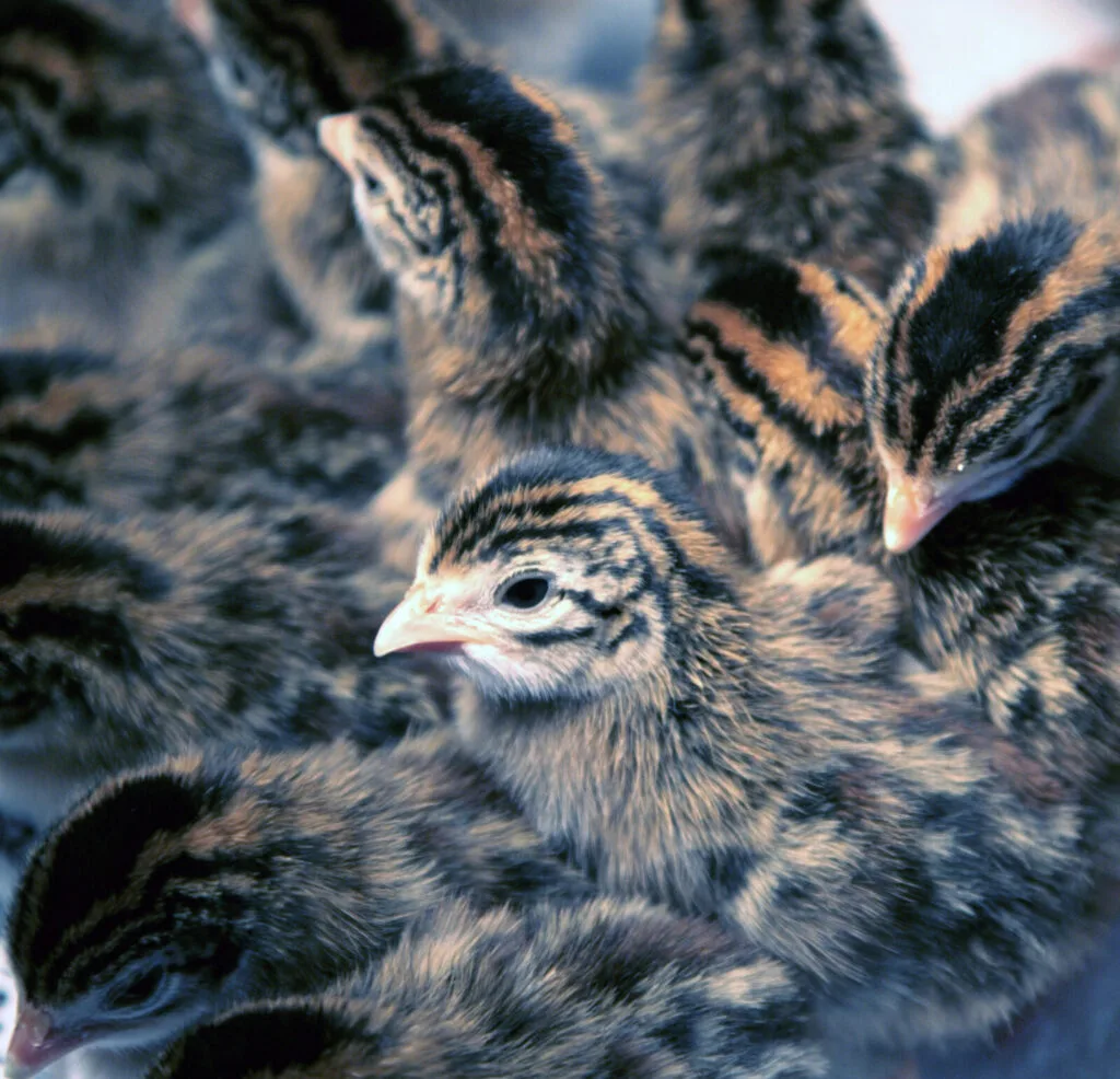 Guinea fowl chicks / Photo: Depositphotos