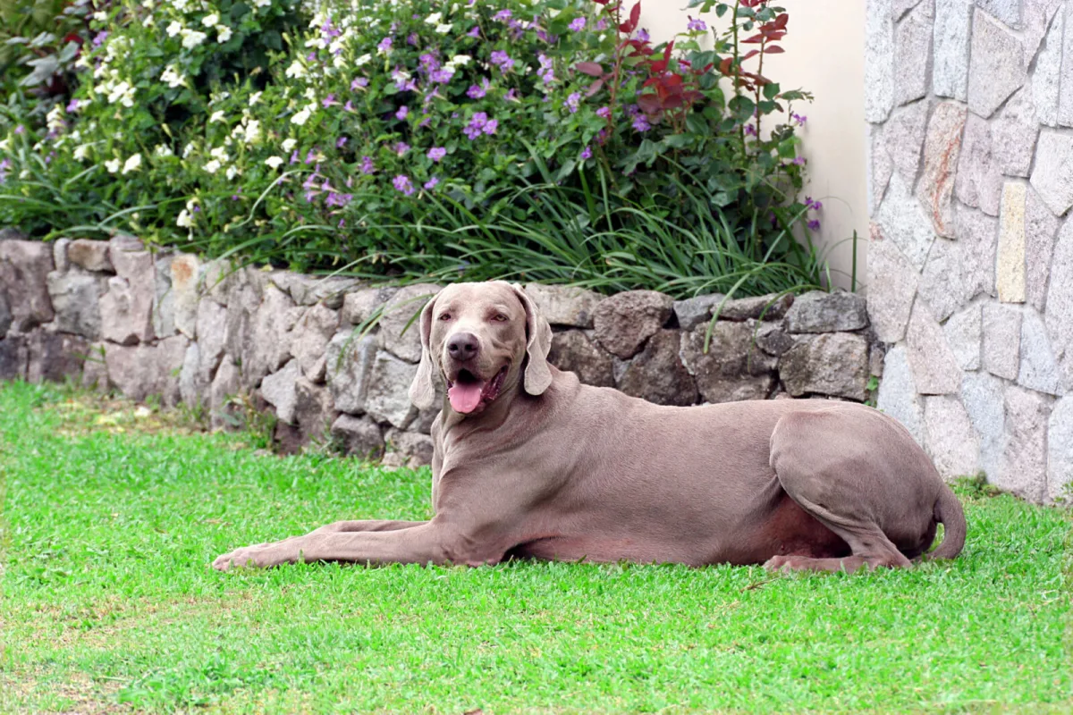 Dog in the garden / Photo: Depositphotos
