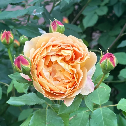 Rose Experts Explain How to Save Your Plants From Heat