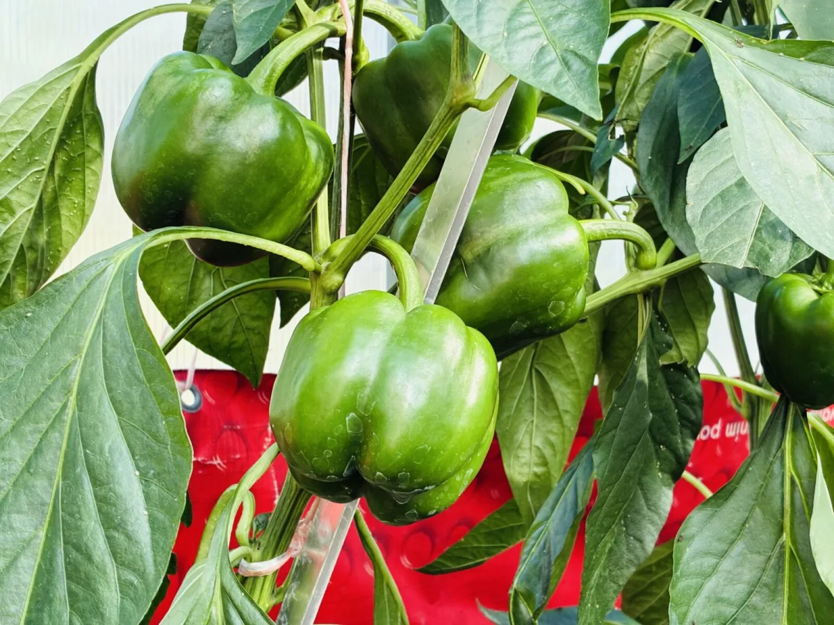 Peppers Aren’t Flowering as Expected, Here’s How to Get Them to Set Fruit