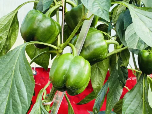 Peppers Aren’t Flowering as Expected, Here’s How to Get Them to Set Fruit