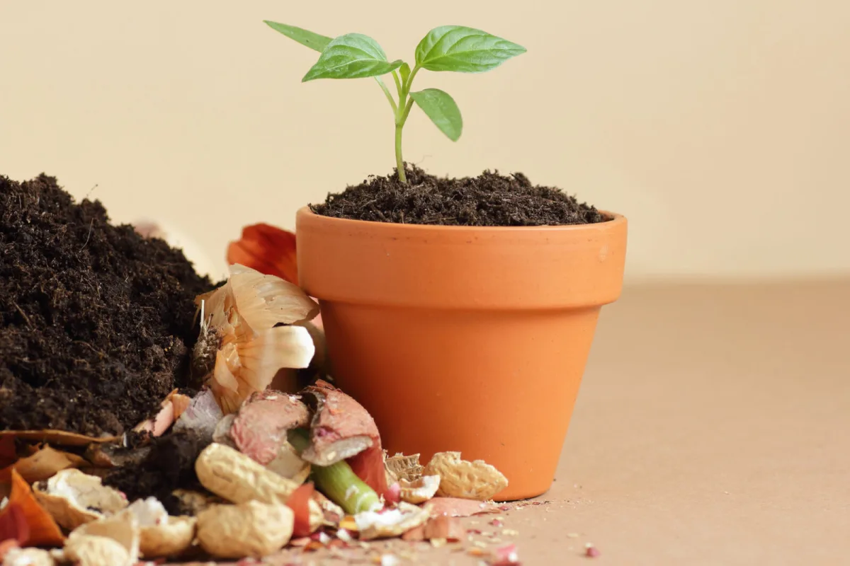 Wrong Dilution of Homemade Fertiliser Can Harm Plants More Than You Think