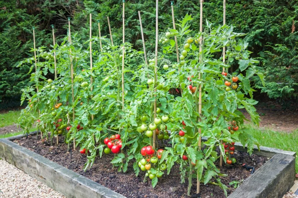 Vegetable bed / Photo: Depositphotos