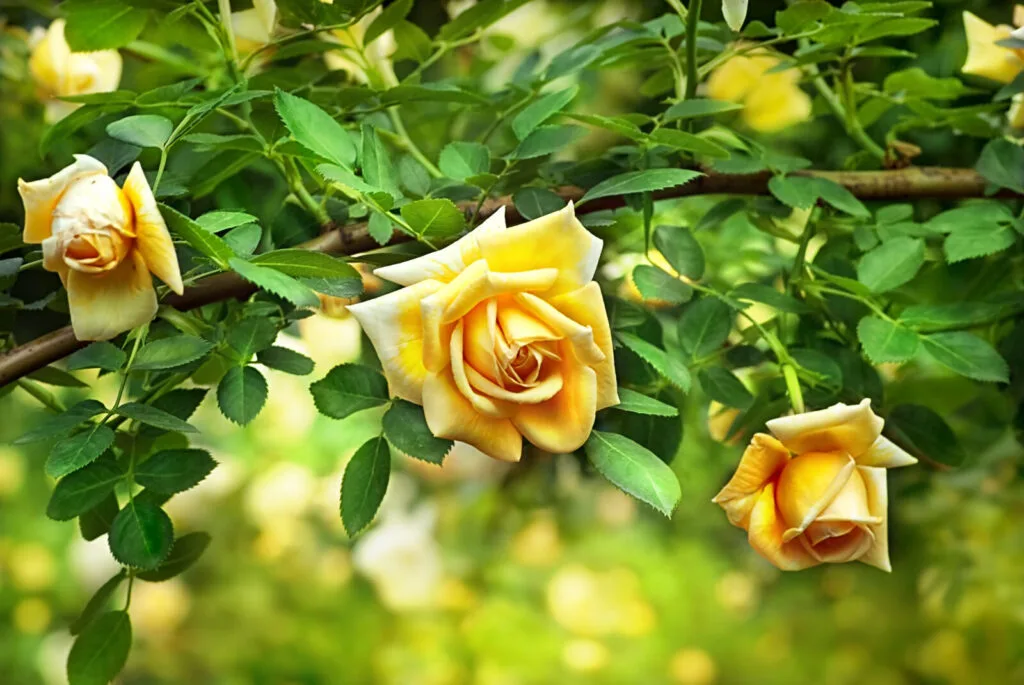 Rosen in Ihrem Garten / Depositphotos