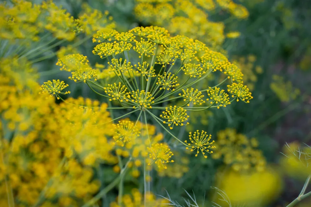 Dill / Foto: Depositphotos