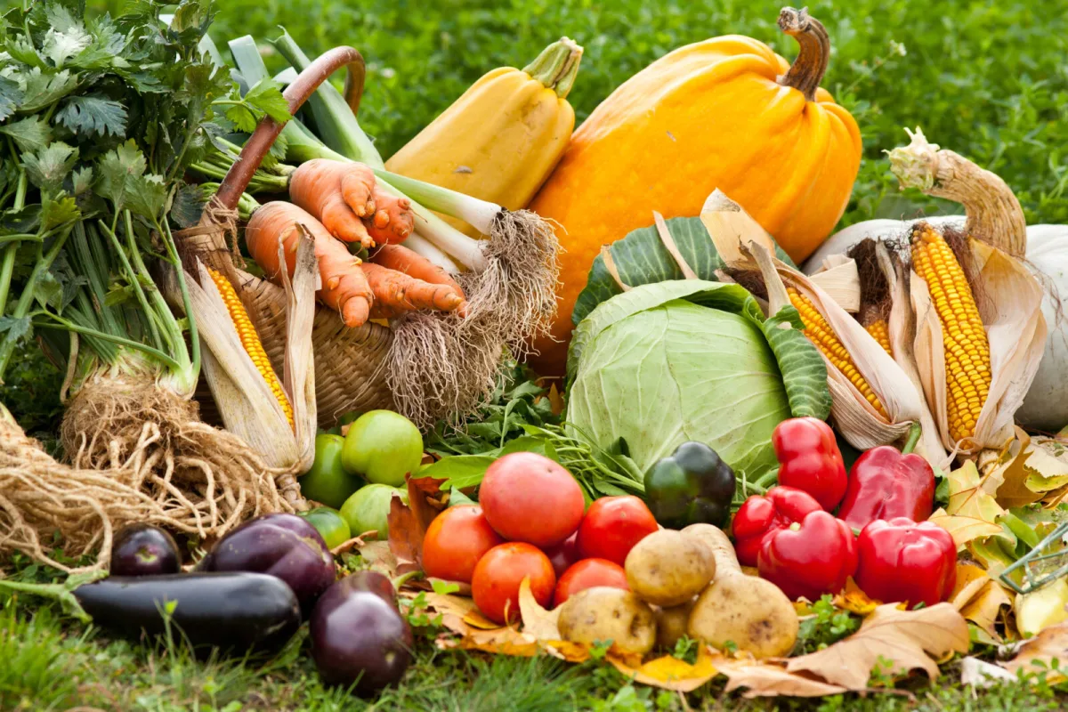 What to Plant in an Autumn Bed So You Can Harvest Until Frost