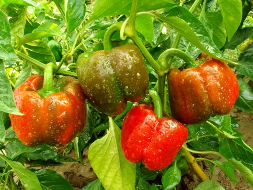 Paprika trenger ikke bare vare én sesong Slik kan du høste i flere år fra samme plante