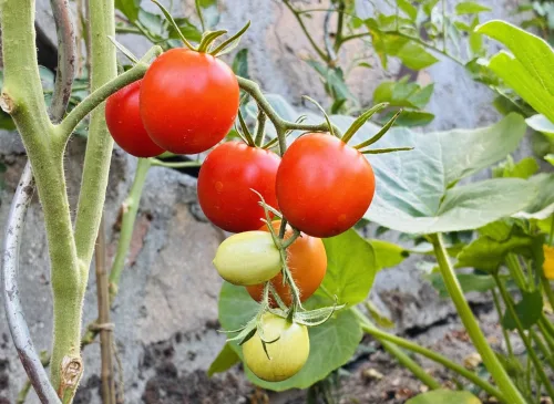 What to Do with Tomatoes in August for a Bigger, Sweeter Harvest