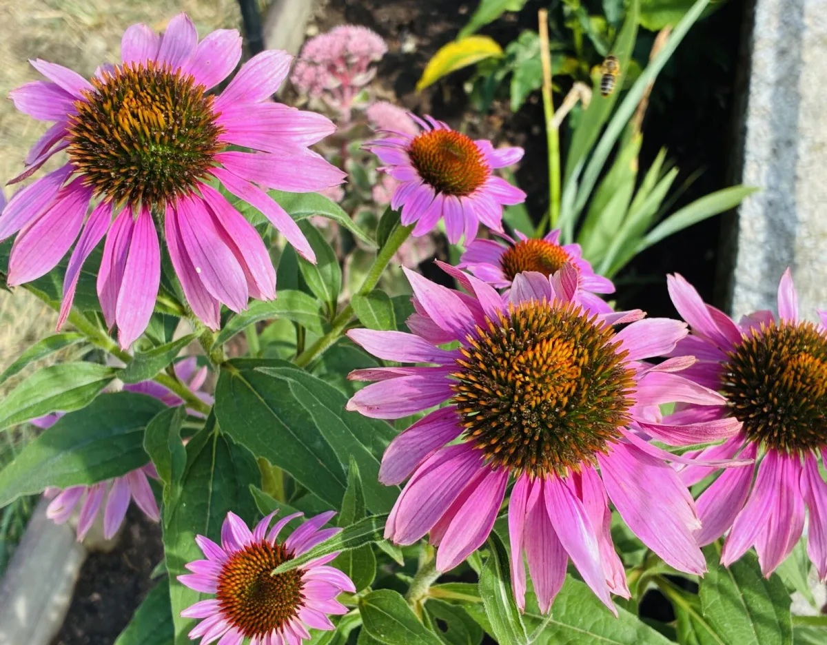 Coneflower (Echinacea) / Photo: Pestrazahrada.cz