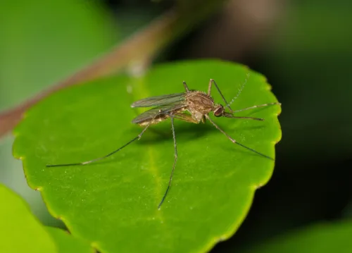 A Saucer of Water Can Undo All Your Efforts for a Mosquito-Free Garden