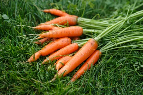 When to Pull Carrots So They Stay Juicy, Tender and Sweet