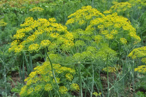 Semeadura de endro em agosto garante folhas frescas até às geadas de outubro