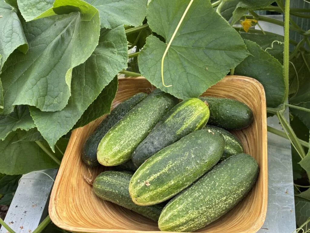 Pickling cucumbers / Photo: Pestrazahrada.cz