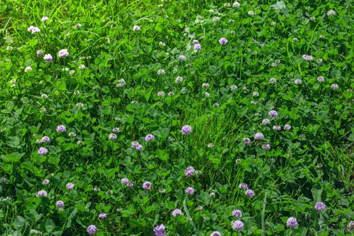 Lawn with clover / Photo: Depositphotos