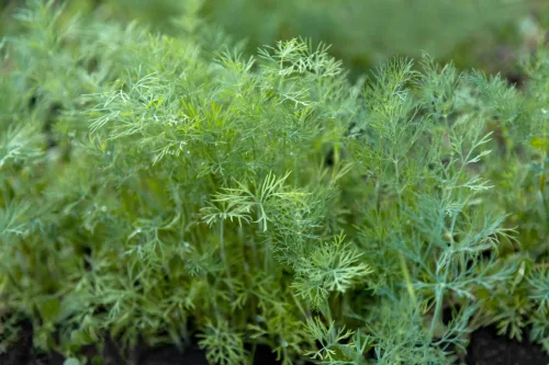 Frisk dild helt til oktober er ingen tilfældighed