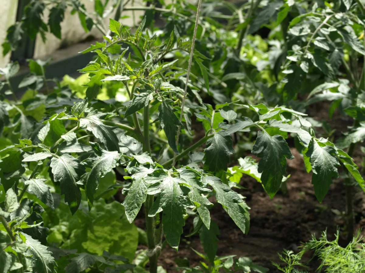 Onverwachte truc na de tomatenoogst met tomatenblad maak je een doeltreffend middel tegen plagen