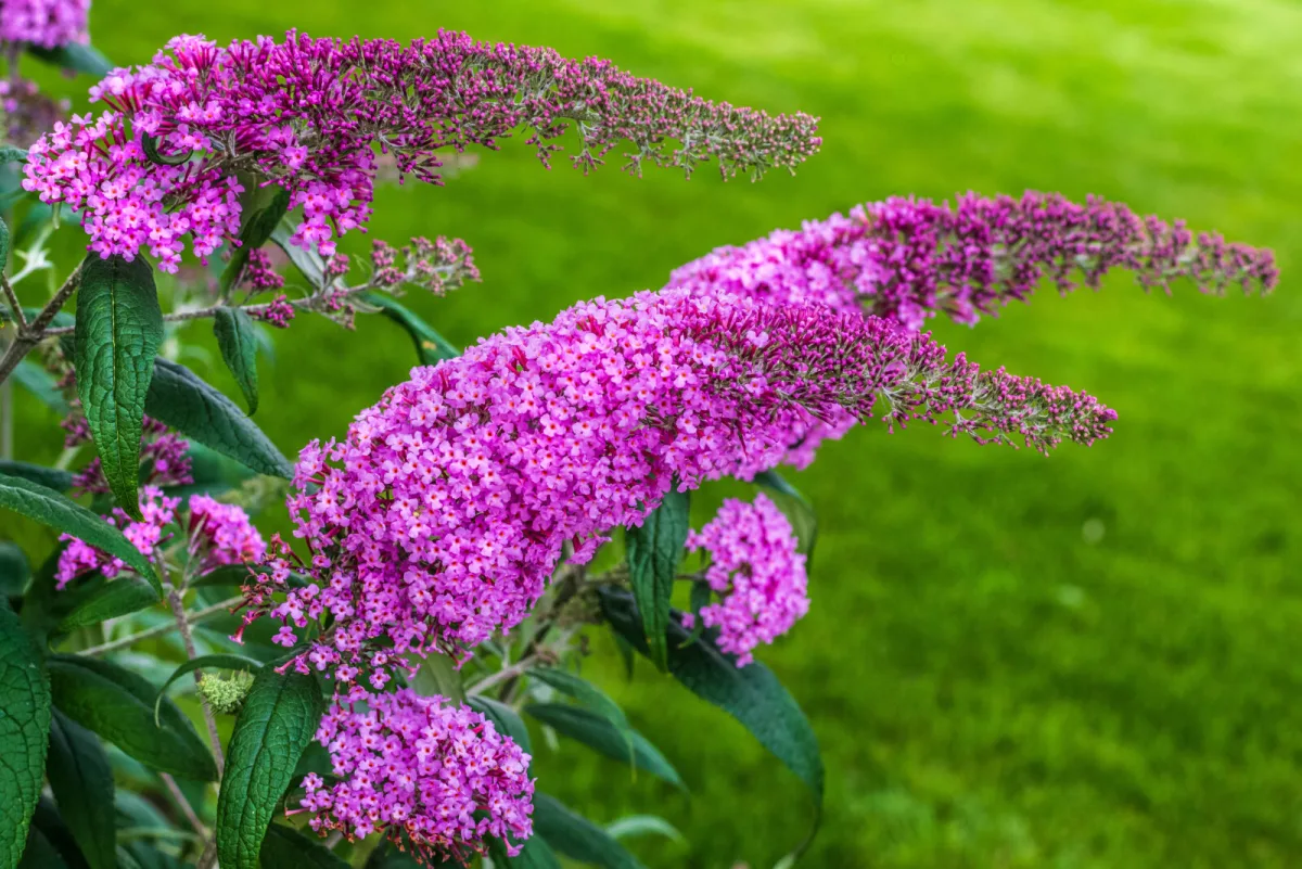Buddleja davidii (butterfly bush) / Photo: Depositphotos