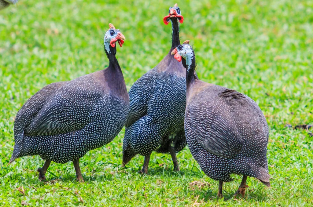 Guinea fowl / Photo: Depositphotos